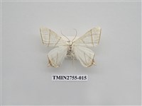 藏品(尺蛾324)的圖片